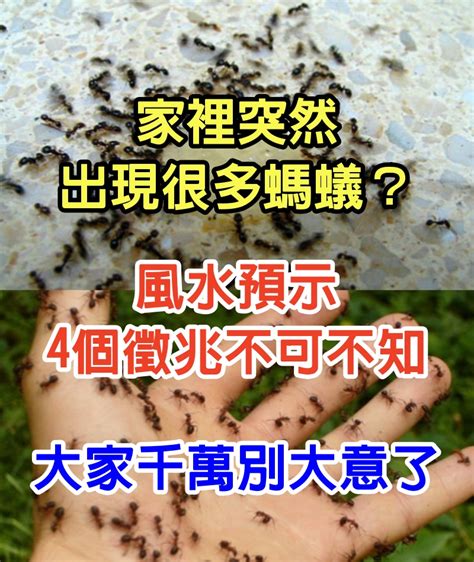 家裡突然有很多螞蟻|家裡突然出現很多螞蟻預示什麼？4個徵兆不可不知！切莫大意了